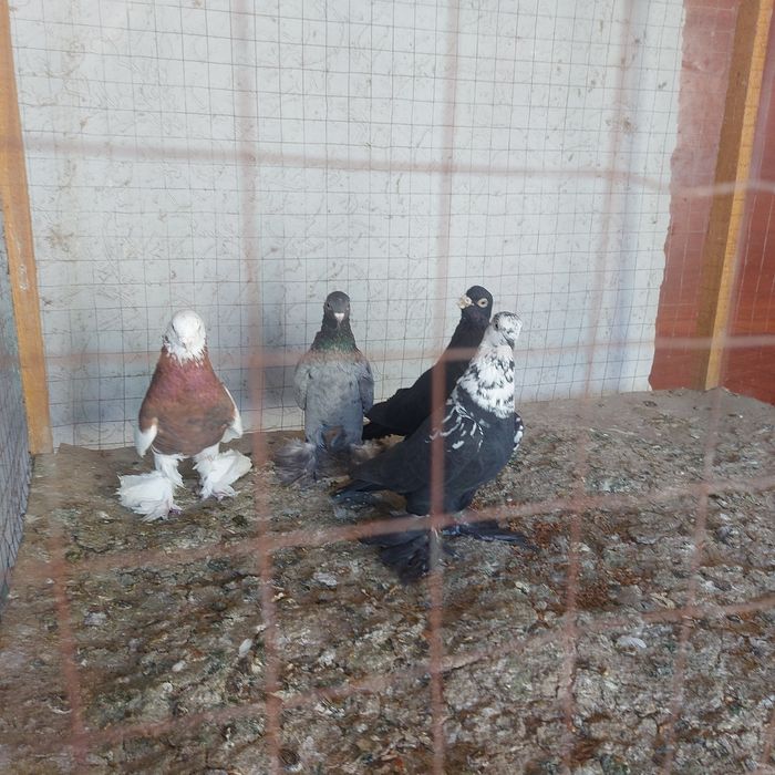 Капкан Челкар Жук  Соч