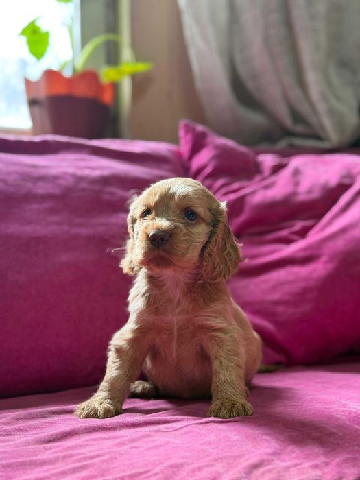 продам щенков кокер спаниеля