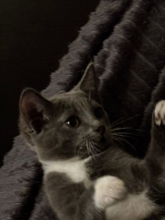 Отдам котенка в добрые ручки