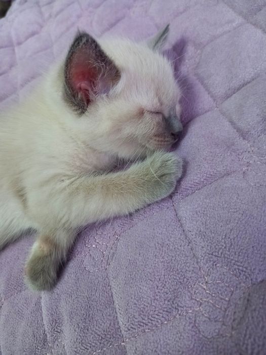 Котенок Девочка, 2 месяца