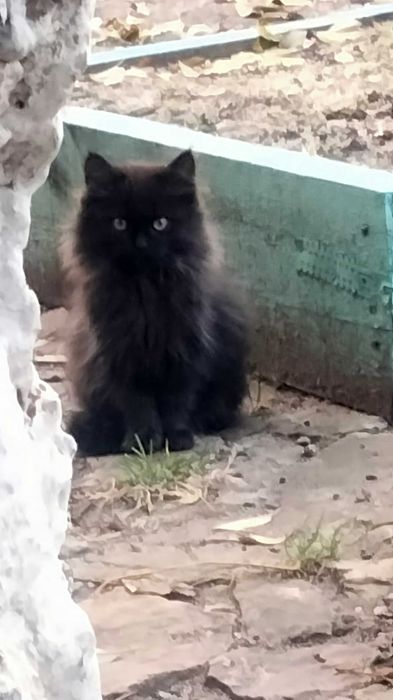 Котята бесплатно