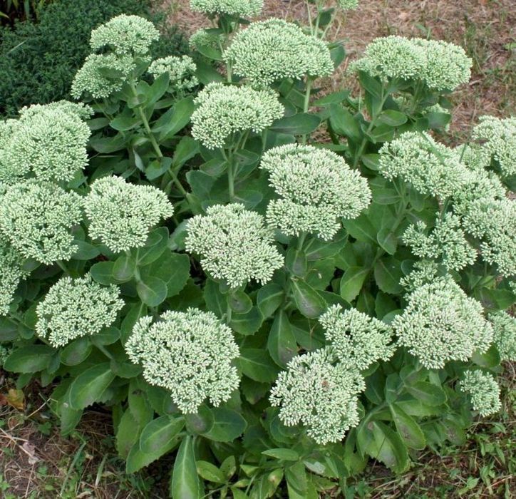 Саженцы на продажу. Кучатлар сотувда.