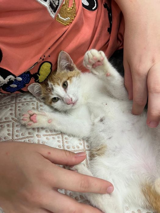 Отдам котенка в добрые руки