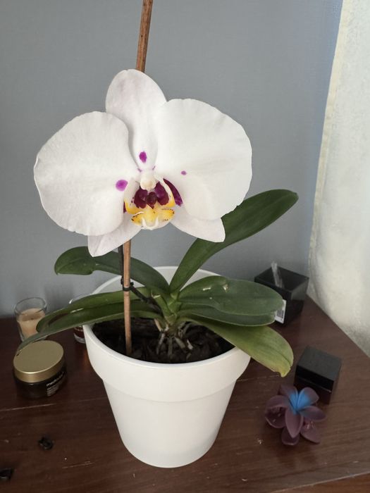 Продам Орхидеи комнатные цветы