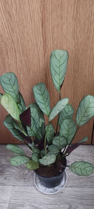 Стайни цветя за продажба!