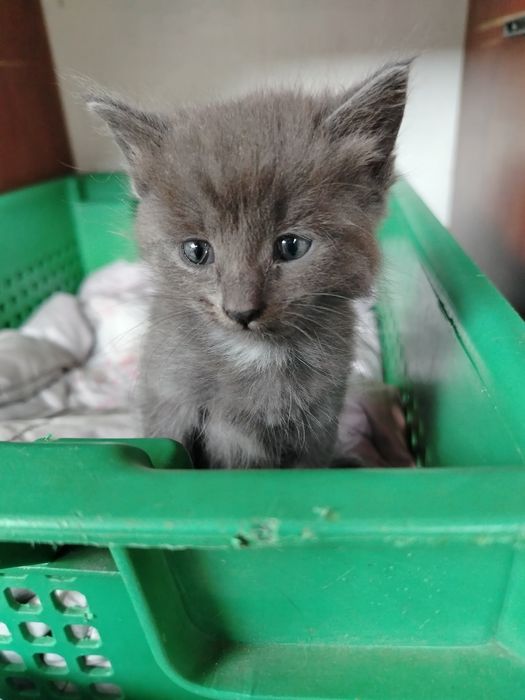 Отдам котят в добрые руки