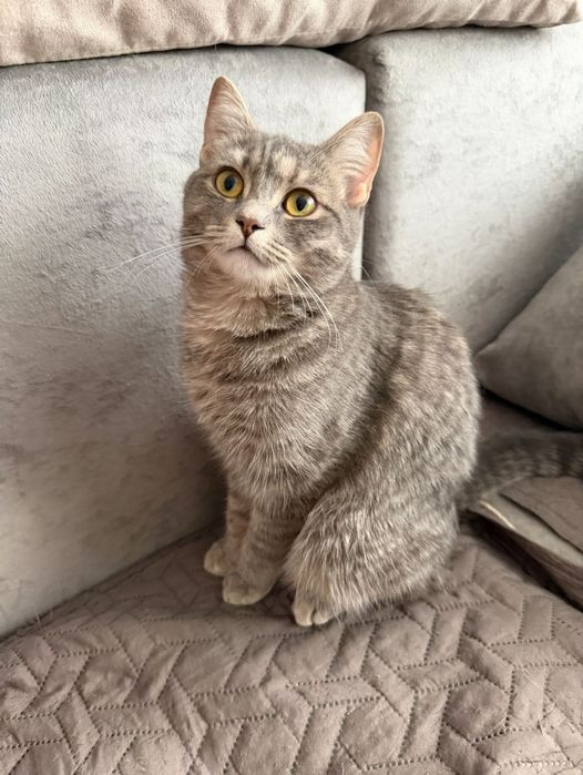 Кошка кошечка в добрые руки!