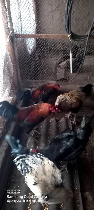 Сотилади хо'разлар, соглам хаммаси.