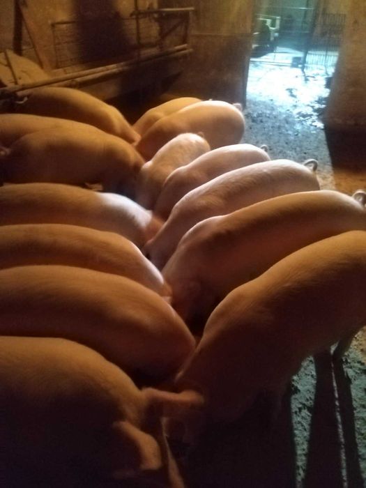 Угоени прасета 100/120 кг