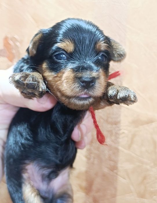 Очаровательные мини мальчики.