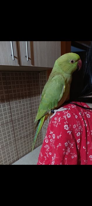 Micul Alexandru -Kiwi