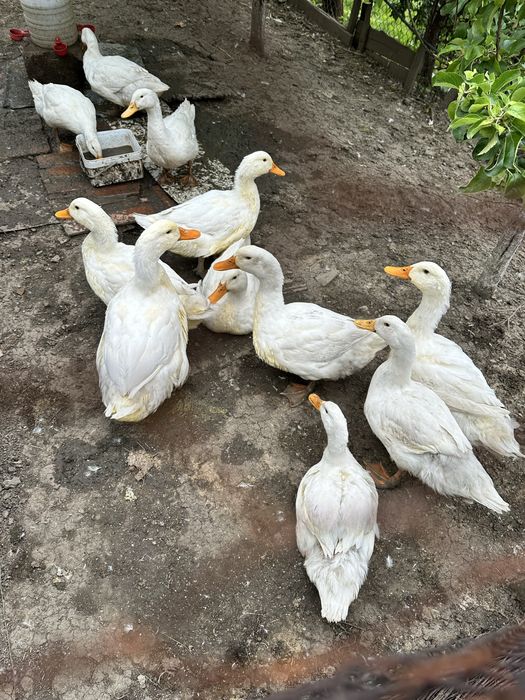 Rate Pekin  tinere de dat
