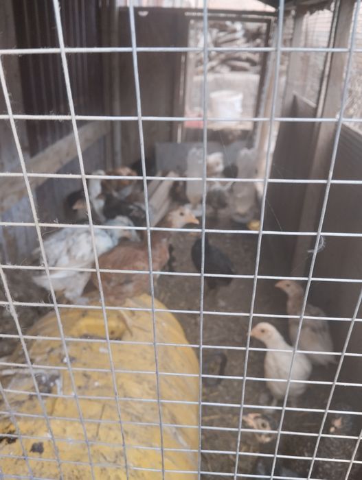 Балапан сатылады