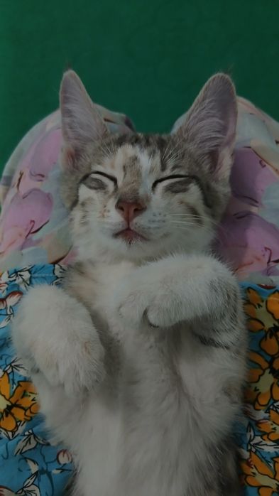 Отдам даром котёнка в хорошие руки