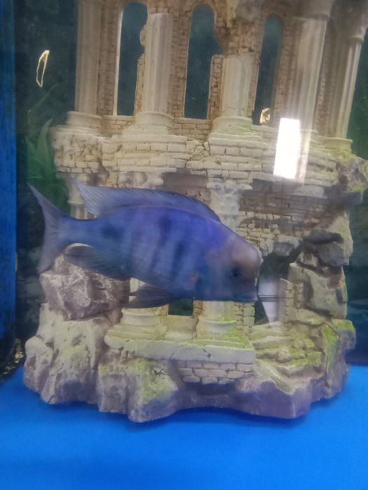 Продам рыбу цыхлиды дельфины