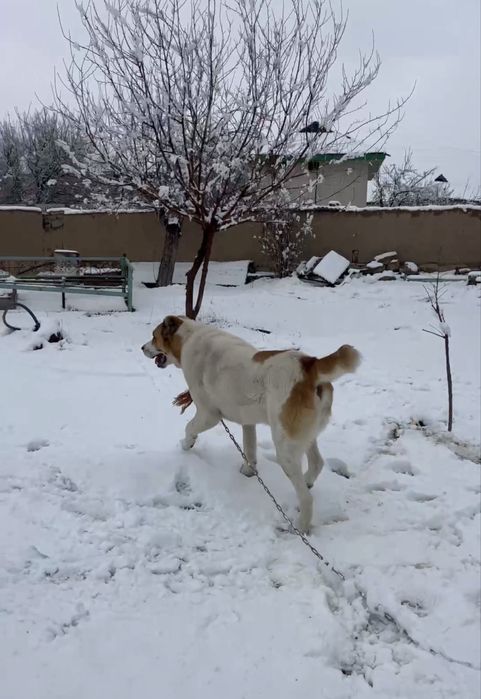 It turkmanistondan kelgan alabay