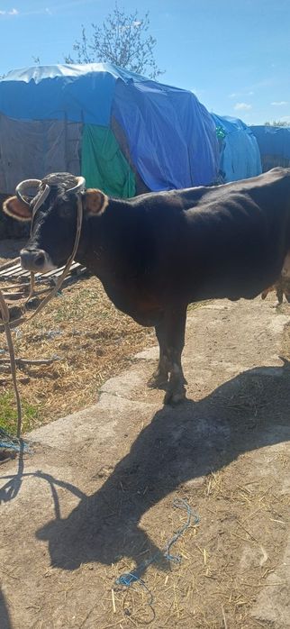 Vand vaca gestanta buna de lapte