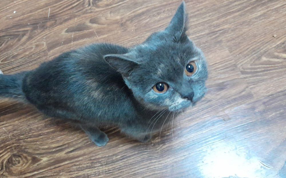 Отдам кошку в добрые руки