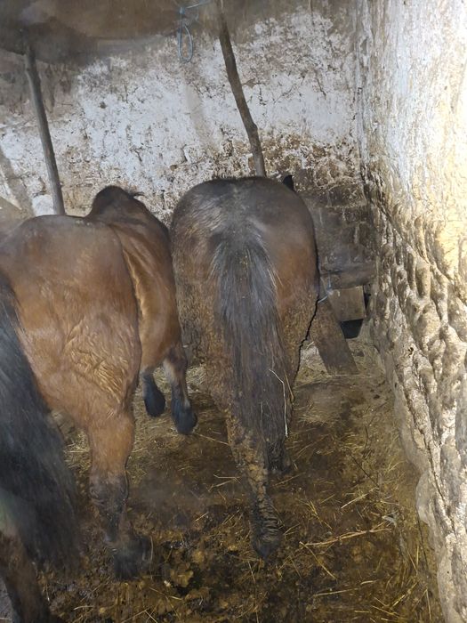 Manz 7 luni  devanzare