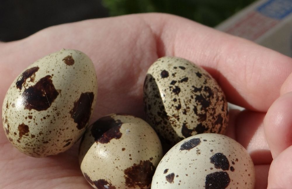 Ouă de prepeliță de vânzare