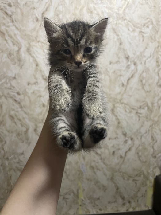 продаю котенка шотландского