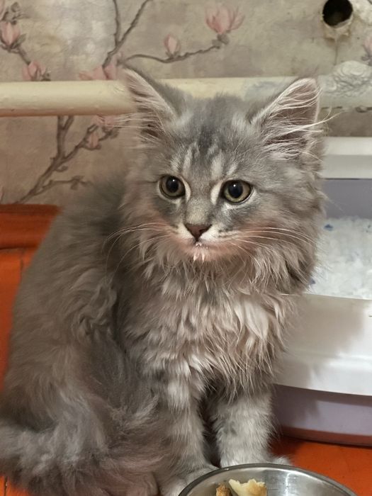 Мейкун кошка сатылады