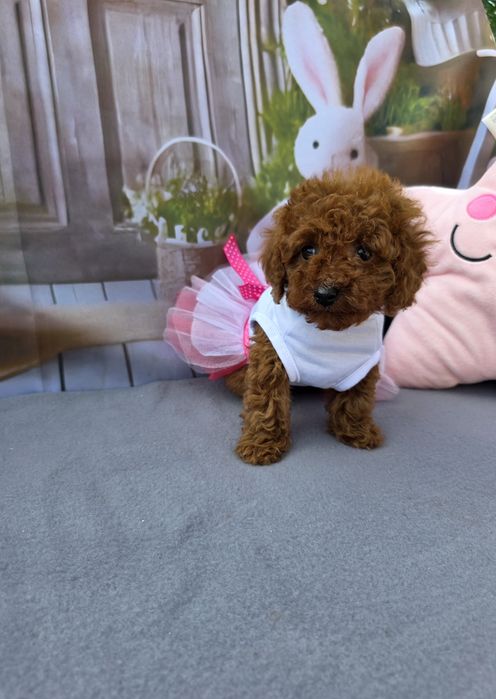 Запазени ! Пудел той момичета с документ за произход