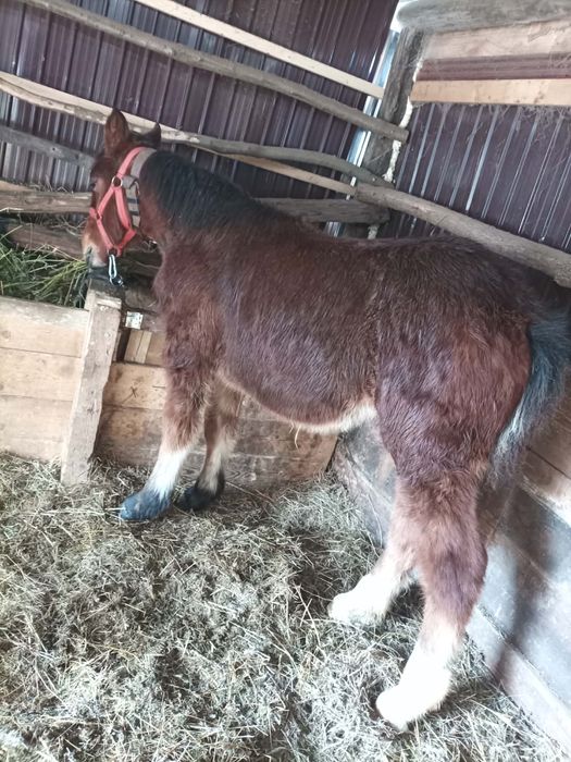 Vand Manz 6 pe 7 luni