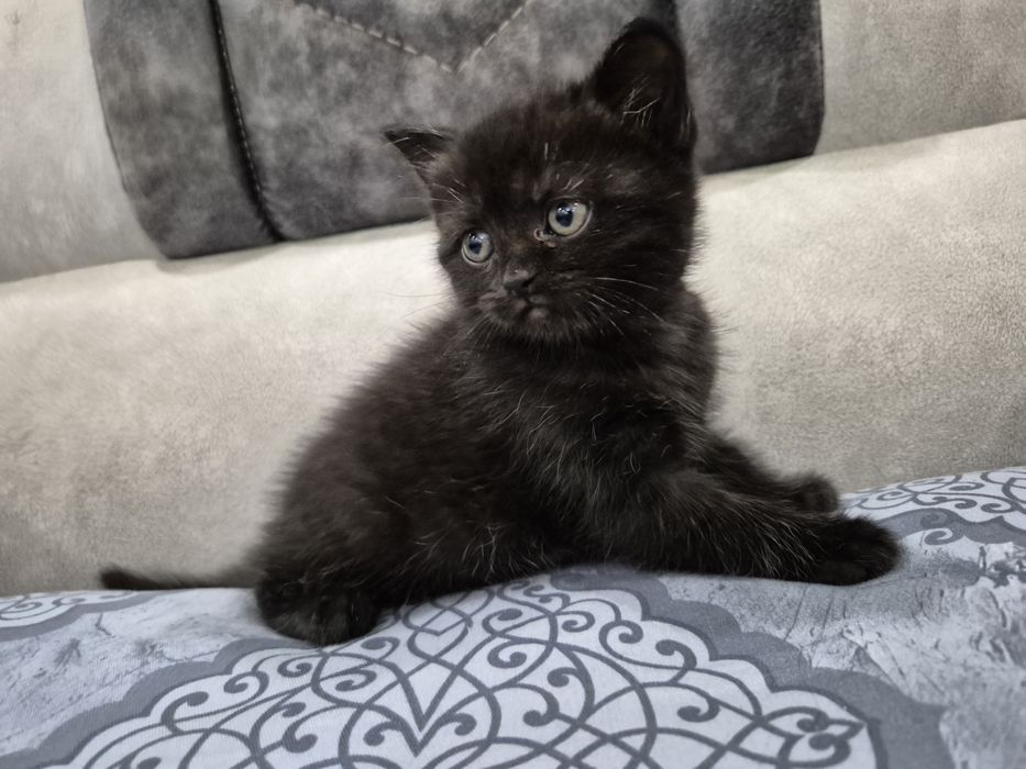 Продаются котята!