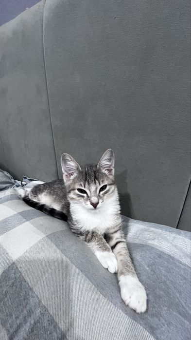 Отдам котенка в добрые руки