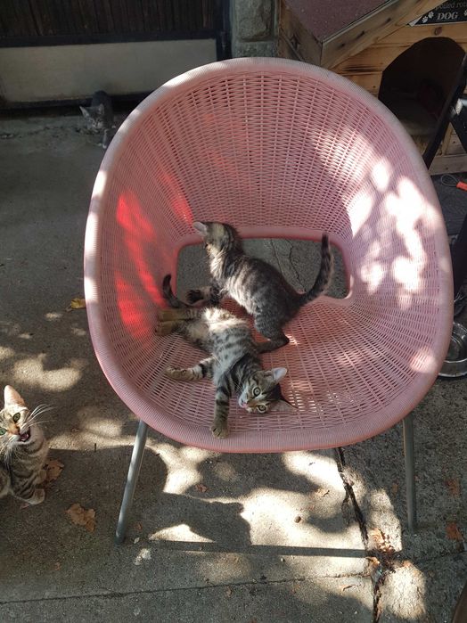 Подарявам котета