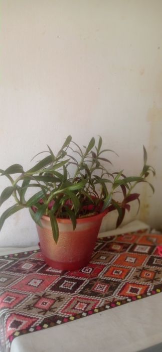 Продаю комнатные цветы Рио.