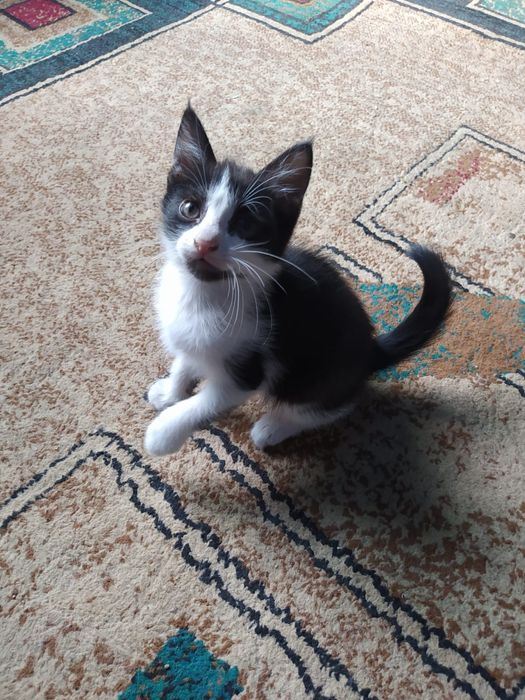 Отдам котят в добрые руки
