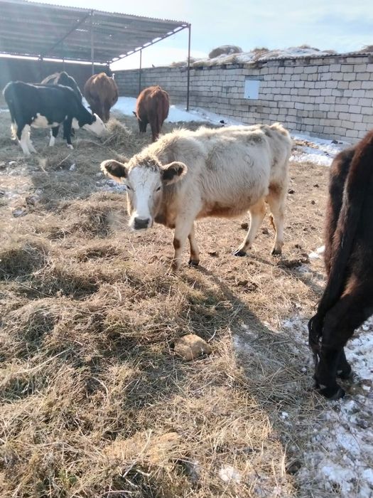 Продам тёлок 2 года