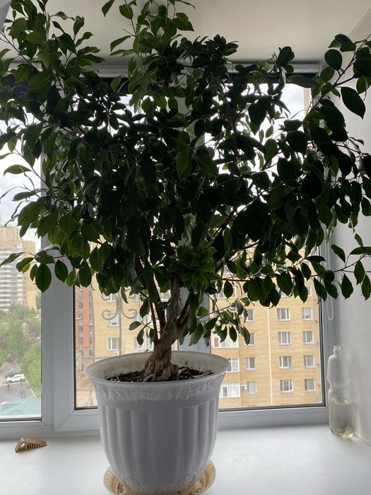 Продам фикус Бенджамина