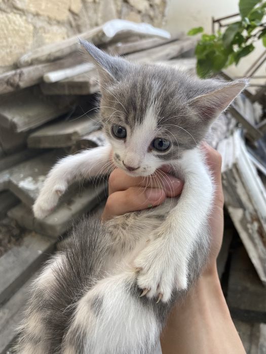 Кишкентай мысыктар