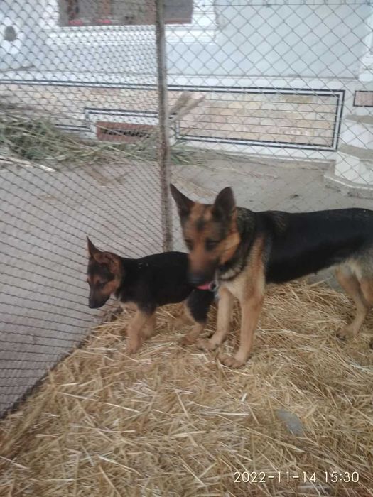 Щенки восточноевропейской овчарки