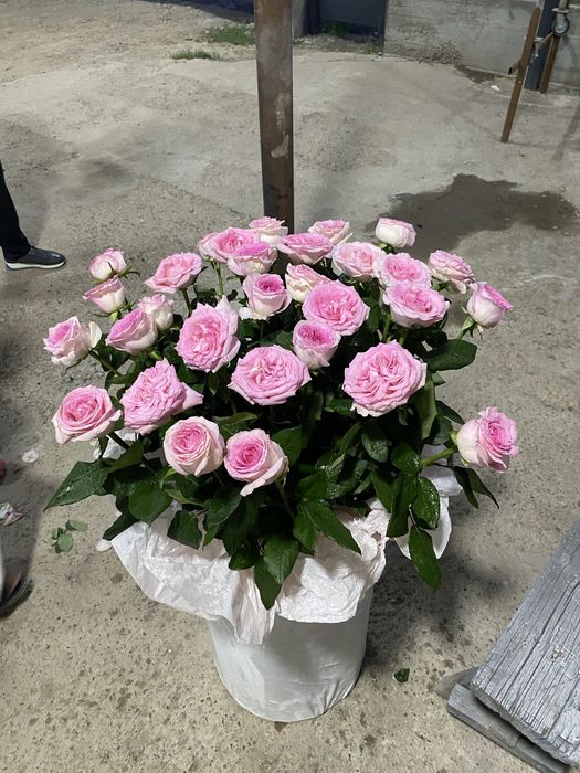 Свети 31 шт