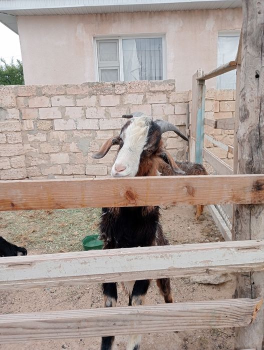 Жас Теке 60000тг