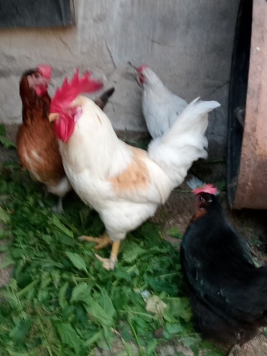 Продам петухов 7000