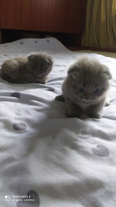 Шотландские Вислоухие котята Фолд