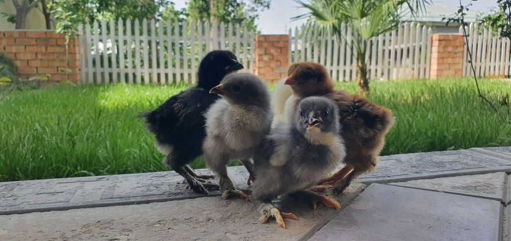 Jujalar sotiladi циплята продаётся