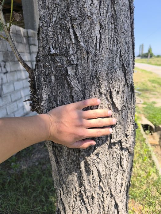 Terak kesib reka stropila qisayam boladi