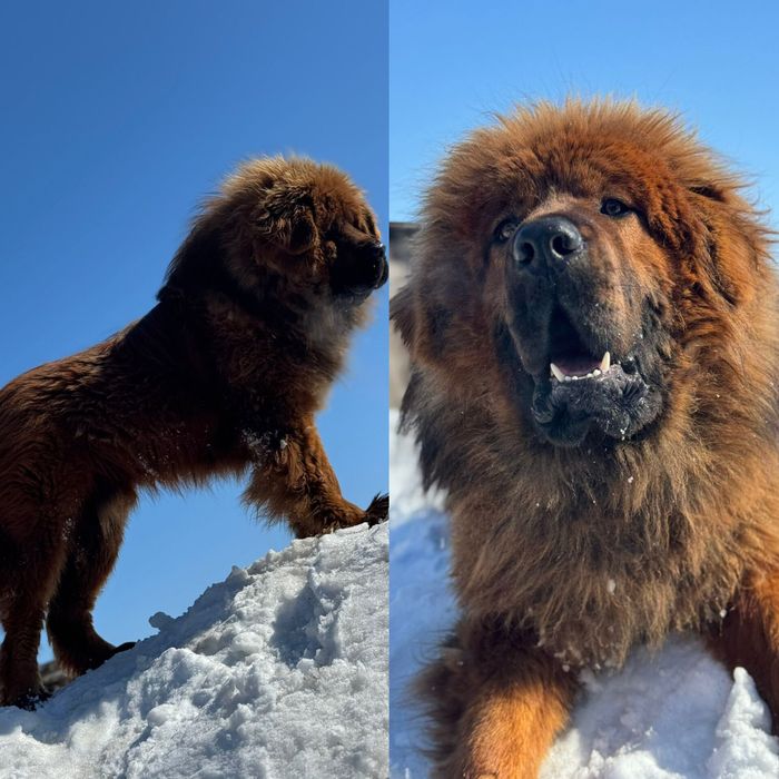 Тибетский мастиф Бронирование