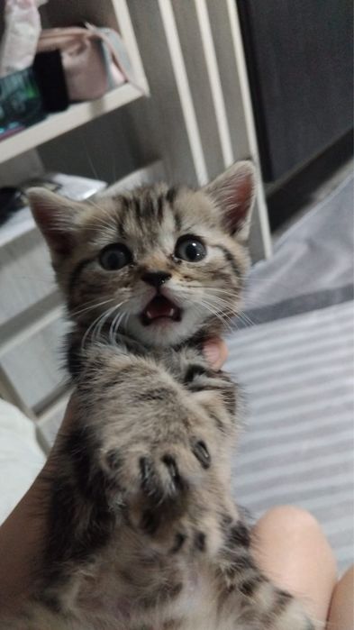 Котята шотландские