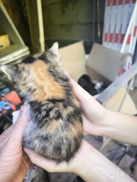 Вислоухий котенок скотиш фолд