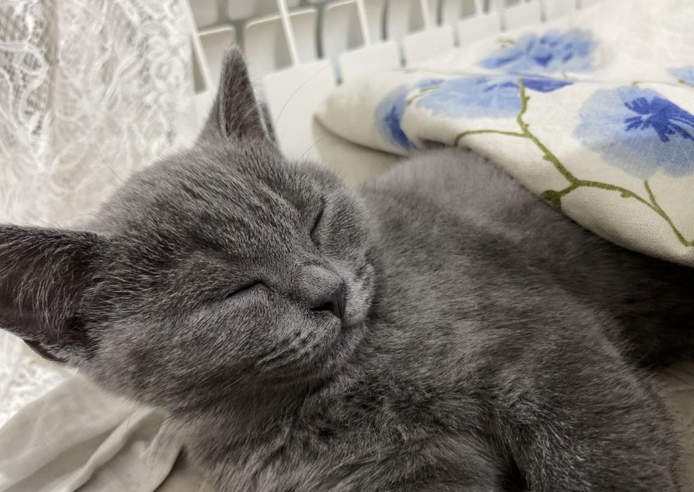 Отдам даром британского кота