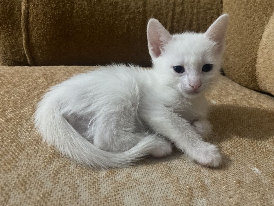 Турецкие ангоры котята