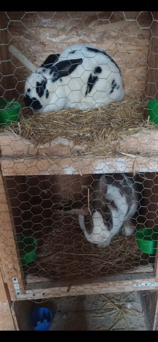 Femela de fluture german