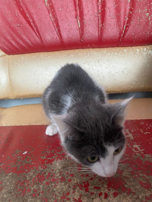 Мысықтар бар еркек ұрғашы